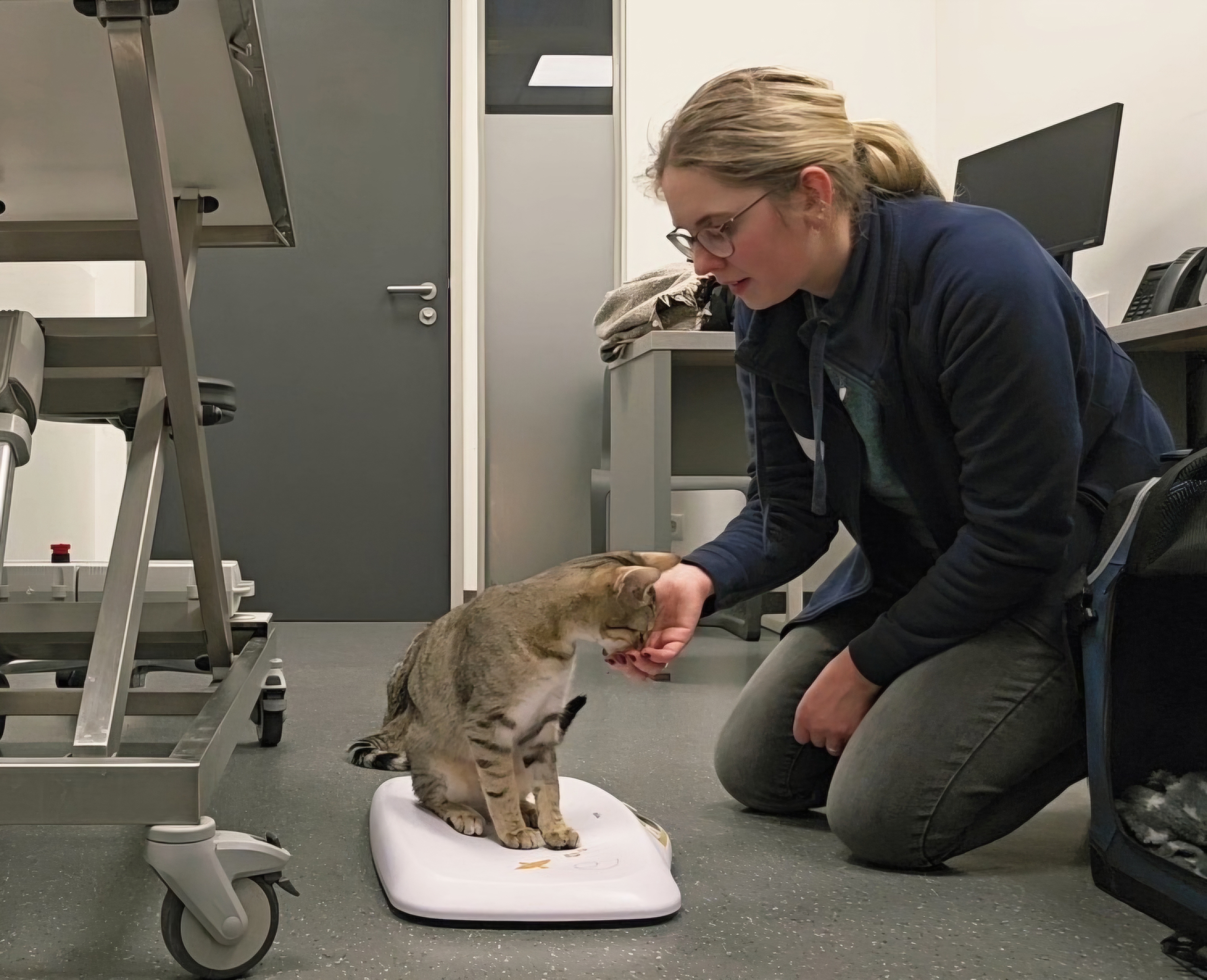 Ruhige Katze wird behutsam berührt – Medical Training