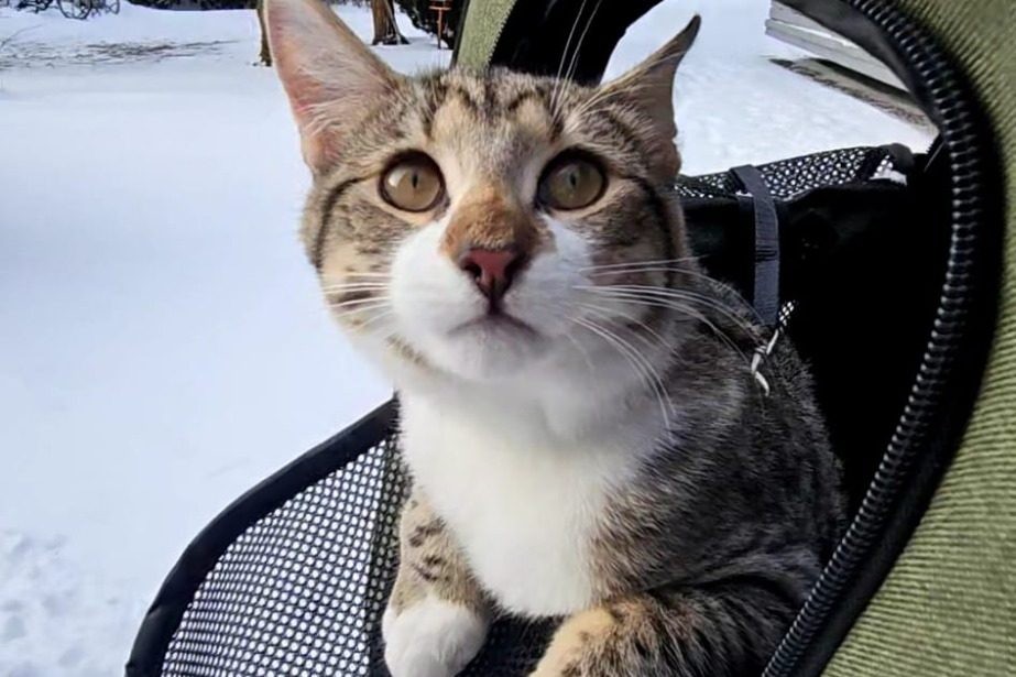 Katze in einer offenen Transporttasche im Schnee – Transporttraining