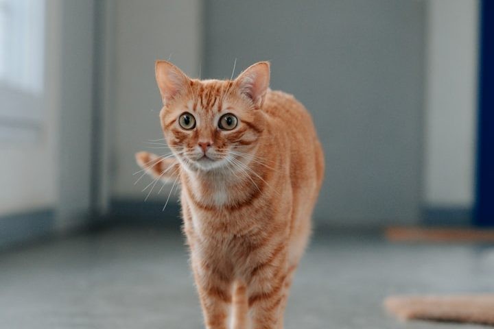 Selbstbewusst gehende Katze in hellem Innenraum